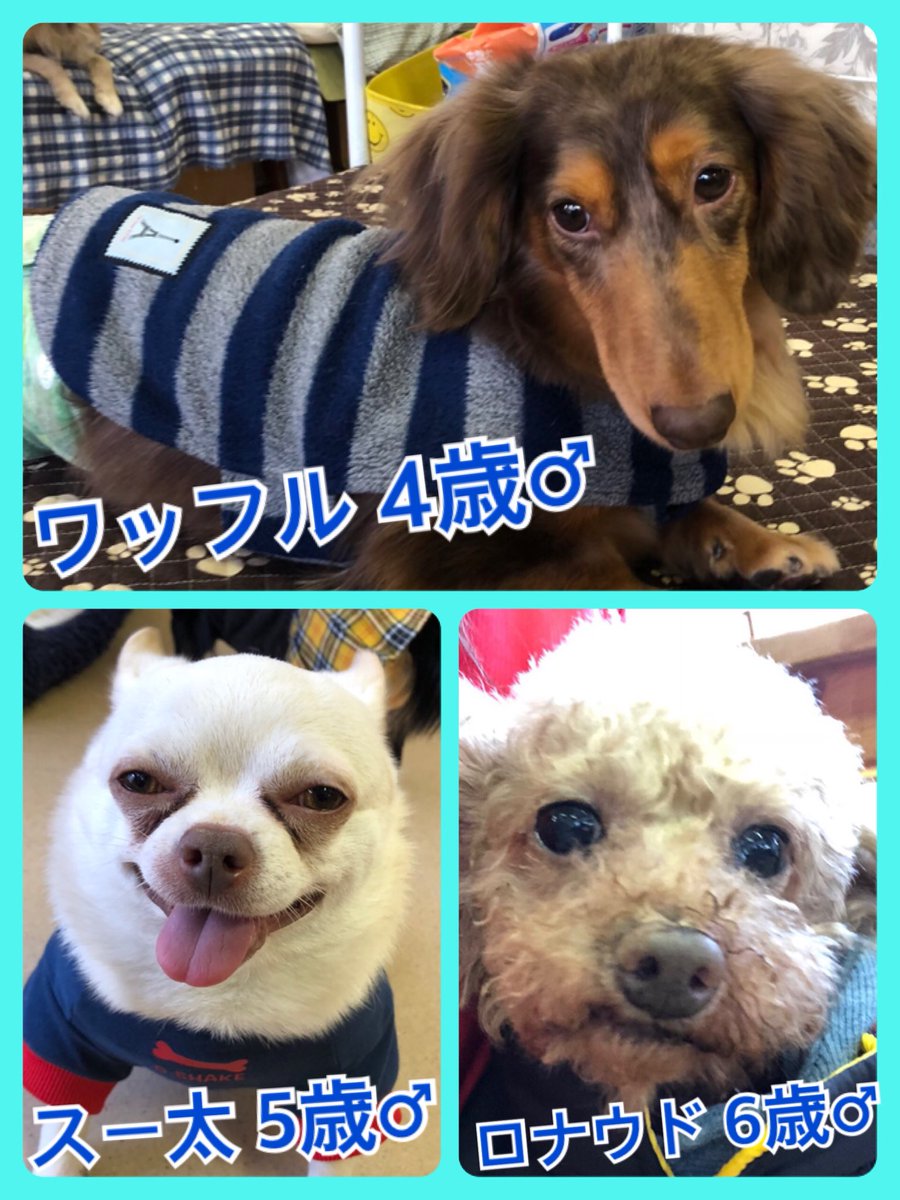 🐾今日の里親様募集中ワンコ🐶メンバーです🐾2019,2,25